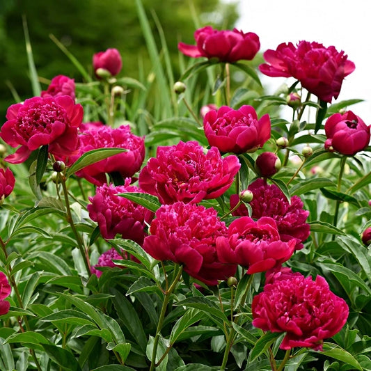 Peony 'Kansas' Bare Roots 2-3 Eyes Bright Red Double Blooms APS Gold Medal Winner Perennial Plant