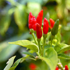 Thai Capsicum Frutescens Seeds – Bird's Eye Chili, Super Spicy Thai Hot Pepper for Cooking & Sauces, 30 Seeds