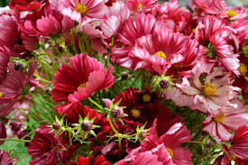 Velouette Cosmos Seeds – 200+ Crimson & White Starburst Blooms – Cottage Garden Flower for Cut Bouquets & Pollinator Gardens – Cosmos bipinnatus