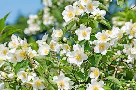 Philadelphus Sweet Mock-Orange Bare-Root Shrub 18-24 Inches Fragrant White Flowers Pollinator Attracting
