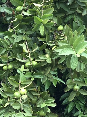 White Guava Tree Seedling - Tropical Potted Plant with Edible Fruit, Psidium guajava, Easy Care for Home Gardens