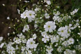 Baby's Breath Seeds - Covent Garden White Gypsophila elegans for Bouquets & Gardens