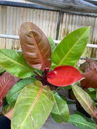 Live Tropical Philodendron Sun Red Starter Plug | Vibrant Indoor Houseplant | Easy-Care Jungle Decor | Philodendron erubescens
