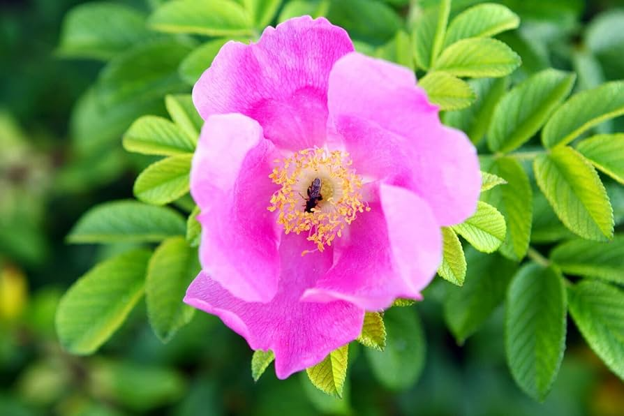 35 Rosa Canina Seeds - Pink Flowering Rosehip Bush, Hardy Perennial, Edible Hips, Fragrant, Garden Plant, Rosa canina