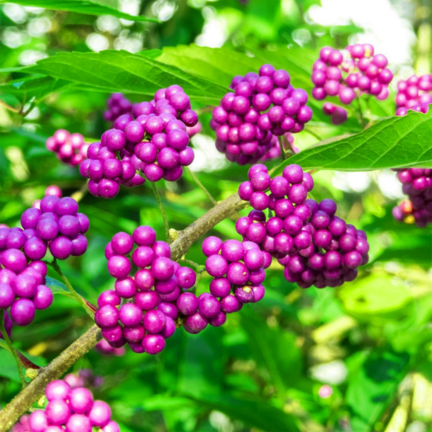 Live Purple American Beautyberry Bush | 1-2 ft Starter Plant | Edible Berries, Wildlife Attractant, Drought-Tolerant Callicarpa