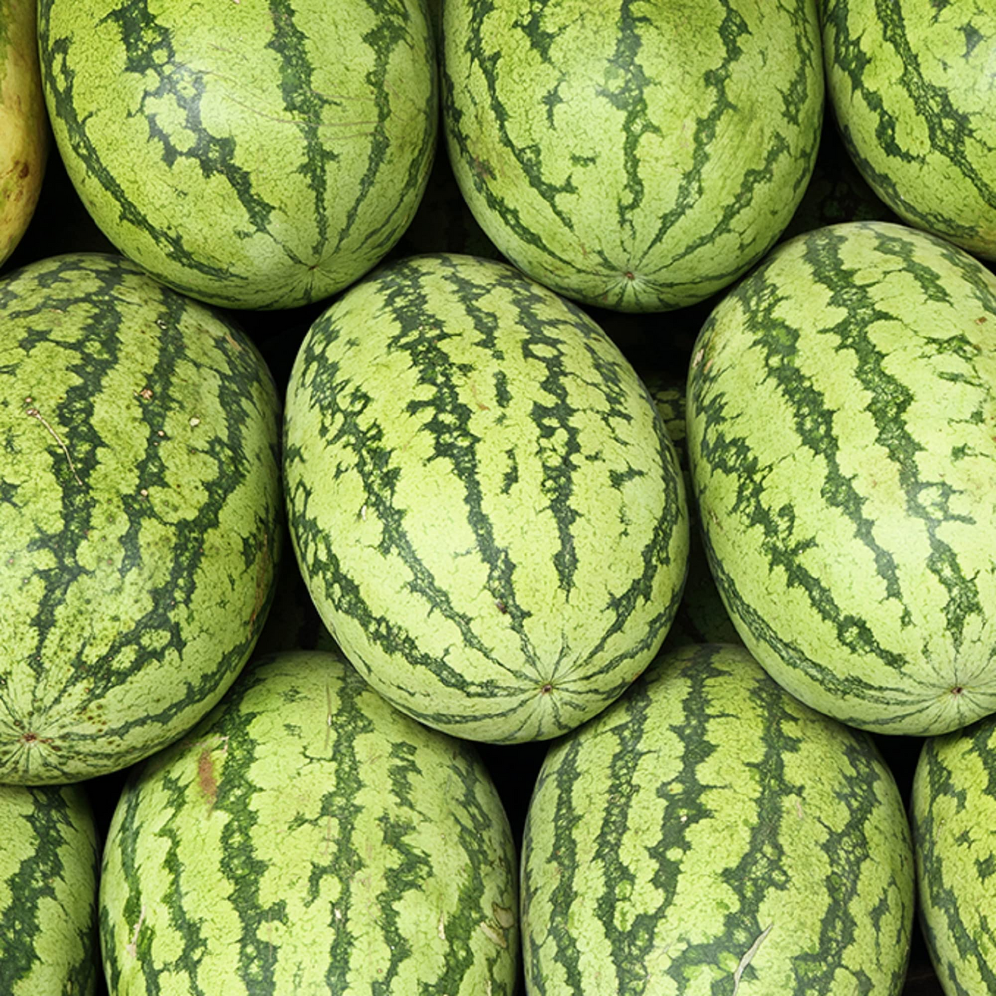 Giant Watermelon Seeds | Carolina Cross Variety for Record-Breaking Fruits Up to 200 lbs | Fruit Seeds
