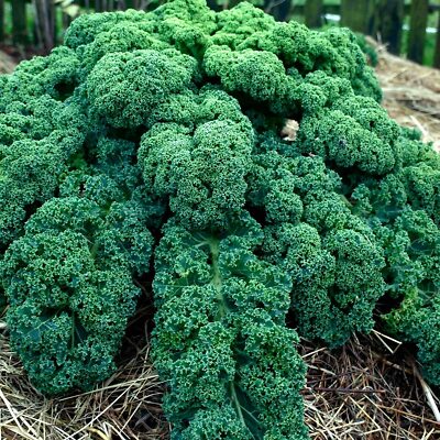 Dwarf Blue Curled Scotch Kale Seeds Non-GMO Heirloom Cold Hardy Brassica oleracea Greens