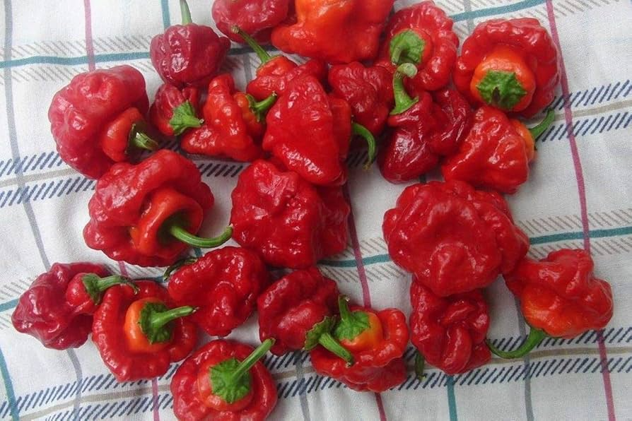 Scotch Bonnet Red Hot Pepper Seeds, 30 Premium Capsicum chinense, Super Spicy Caribbean Hot Pepper for Gardening