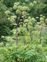 Anise Seeds 250mg Pimpinella anisum Herb for Planting, Aromatic Spice for Cooking, Teas, and Garden Growth
