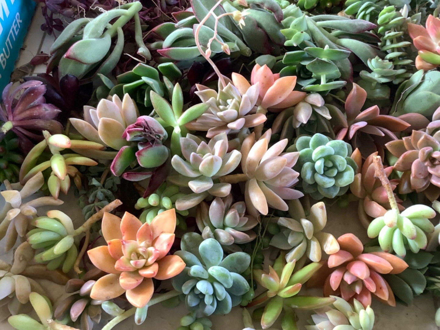 20+ Assorted Succulent Unrooted Cuttings - 20 Varieties Echeveria, Crassula, Aloe, Sedum, Kalanchoe, DIY Plant Collection