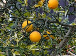 Hardy Orange Tree Starter Plant 8" Poncirus trifoliata Cold-Hardy Citrus for Landscaping & Privacy