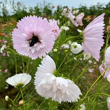Cupcake Blush Cosmos Seeds – 200+ Ruffled Pink Blooms for Cottage Gardens, Pollinator Beds & Cut Flowers – Cosmos bipinnatus