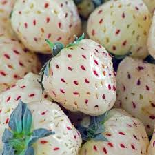 Bare Root Pineapple Strawberry Plants – Fragaria × ananassa, Unique White Strawberries for Garden or Container