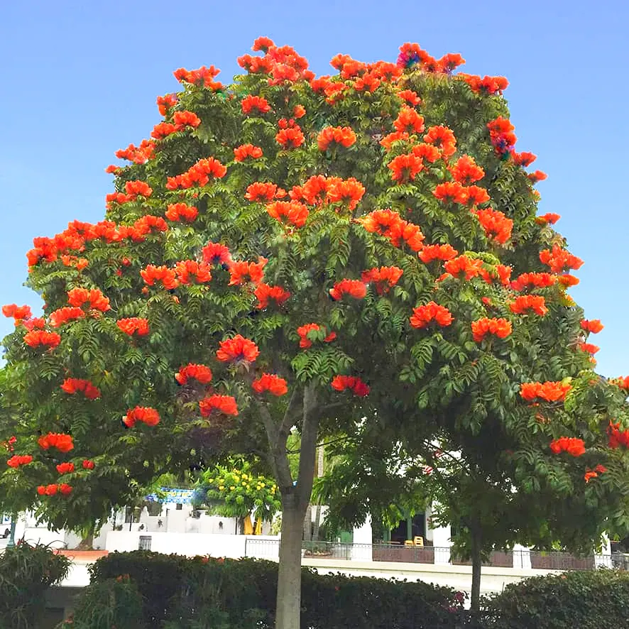 10 African Tulip Tree Seeds Spathodea campanulata Exotic Flowering Tree Zones 10-12