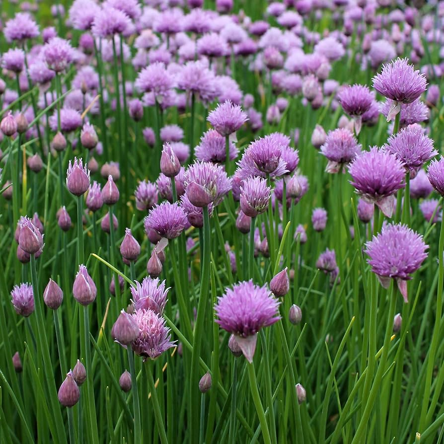 Garlic Chive Seeds 500 Pack - Heirloom Perennial Herb with Edible Leaves & White Flowers - Allium tuberosum