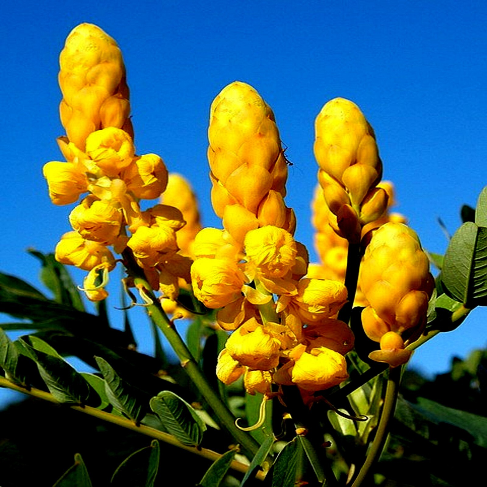 Candle Bush Seeds 20 Pack | Cassia Alata, Senna Tree, Butterfly Flower, Tropical Ornamental Shrub, Pollinator Plant