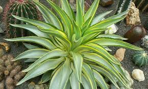 Agave Desmetiana Variegated Cactus Succulent 6-8 Inches Wide, Low-Maintenance Ornamental Plant