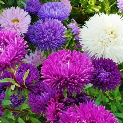 Aster Seeds Tall Double Gremlin Mix Non-GMO Flower Seeds for Garden, Cut Flowers, Aster novi-belgii