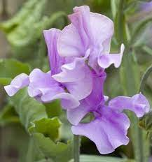 50+ Marion Sweet Pea Seeds Deep Rose Fragrant Blooms Climbing Vines for Trellises & Cut Flowers Lathyrus odoratus