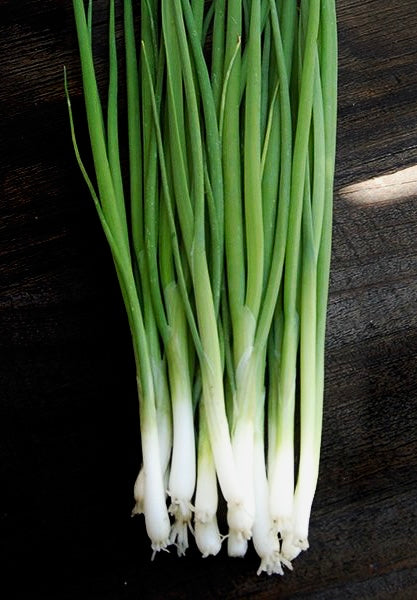 Evergreen Bunching Onion Seeds 250mg Allium fistulosum Hardy Green Vegetable for Salads & Stir-Fries