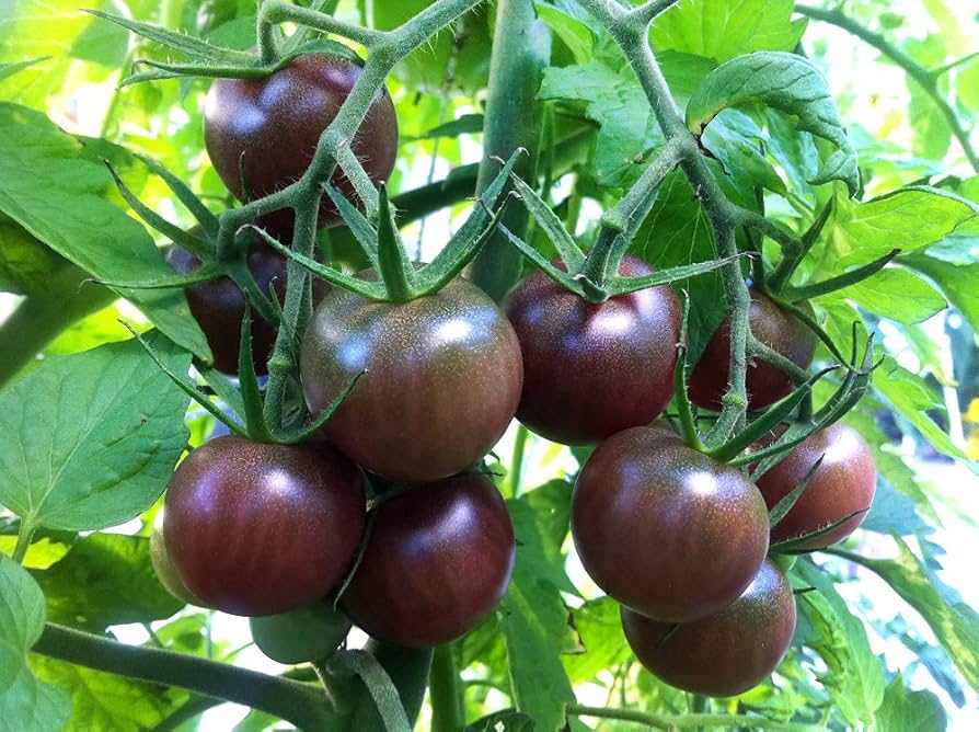 Black Cherry Tomato Seeds | Heirloom, Non-GMO | 1-Inch Fruit | Indeterminate, Warm Season Vegetable Seeds