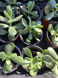 2 Rooted Jade Plants, Crassula Argentea, Money Plant, Live Succulent, Easy Care, Drought Tolerant, Indoor Houseplant, Ready to Plant