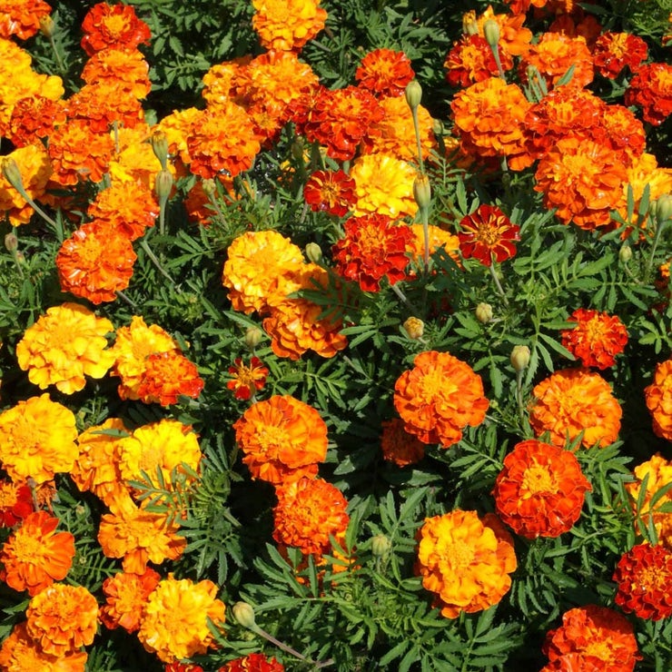 Sparky Mixture Marigold Seeds – 500mg French Marigold Blend with Yellow & Mahogany Blooms, Compact Annual for Garden Borders
