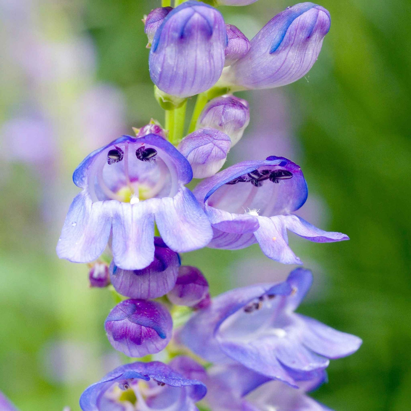 Alpine Smooth Penstemon Seeds – Penstemon glaber var. alpinus, Blue-Purple Blooms, Drought-Tolerant Native Wildflower, Perennial Seeds