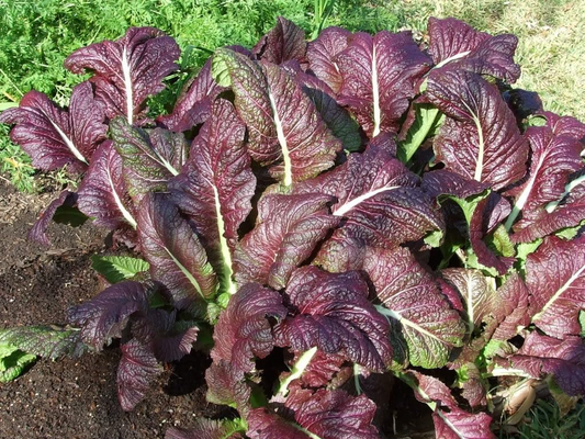 1,500 Red Giant Mustard Seeds – Non-GMO Heirloom Brassica juncea for Microgreens & Full-Grown Spicy Greens