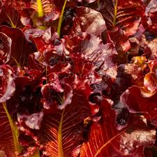 Red Salad Bowl Lettuce Seeds – Heirloom Lactuca sativa, Deep Red Oakleaf, Fast-Growing, Non-GMO, Tender & Crisp