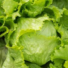 400 Seeds Iceberg Lettuce, Crisphead, Lactuca sativa, Fresh, Crunchy, Garden, Salad, Heirloom