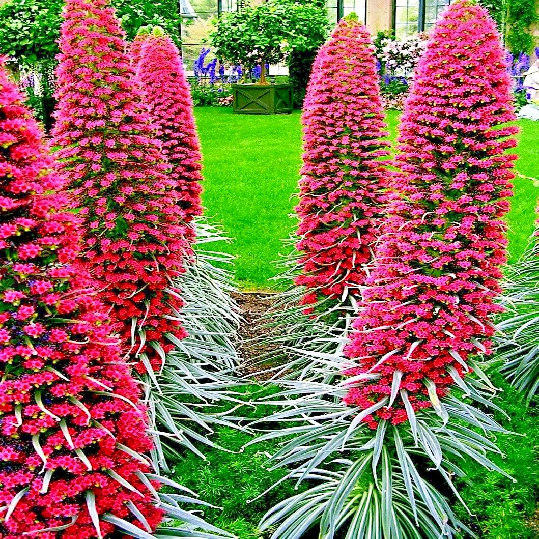 Tower of Jewels Seeds – Echium wildpretii, Pink-Red Blooms, Hummingbird Flower, Tall Garden Plant, Rare Seeds