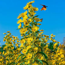 100 Seeds Sunflower Maximilian Perennial Flowers Non-GMO Helianthus maximiliani for Wildlife & Garden
