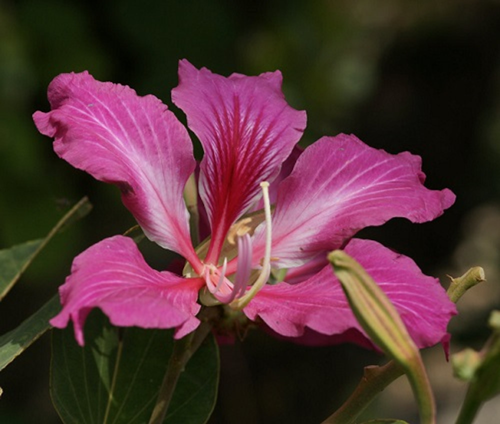 10 Seeds Bauhinia Purpurea - Purple Orchid Tree Flowering Plant for Garden, Landscape, Ornamental, Tropical, Fragrant Blooms