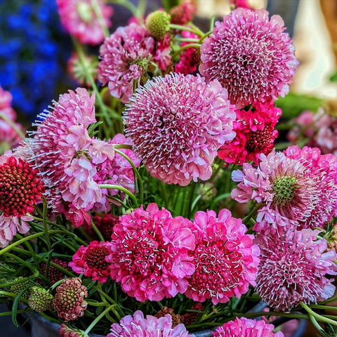 Scabiosa Imperial Mix Seeds – Tall Double Pincushion Flower, Dried Everlasting, Non-GMO, Cut Flowers, Pollinator Attractant