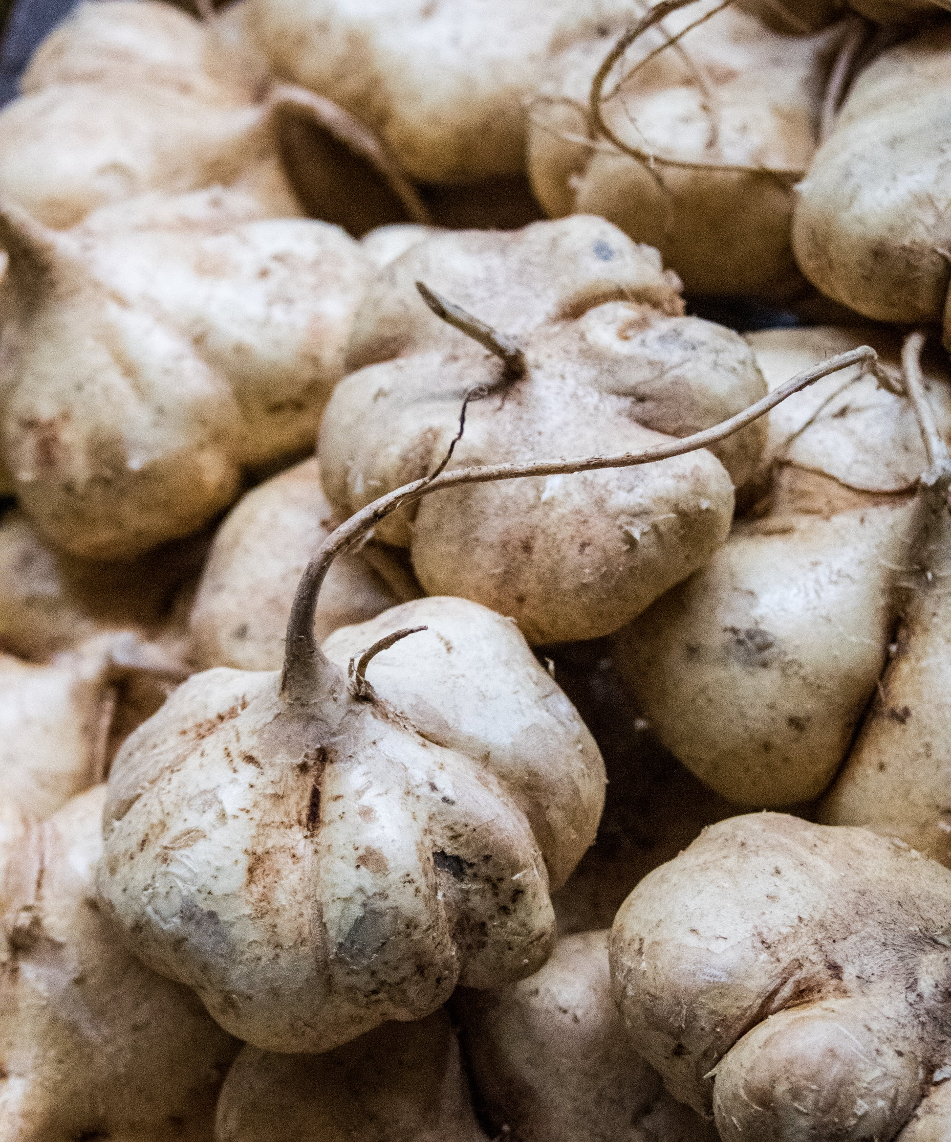 True Jicama Seeds – Pachyrhizus erosus, Heirloom Root Vegetable Seeds for Gardening & Fresh Harvests