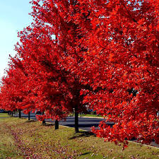 Red Sunset Japanese Maple Tree Seeds – Acer rubrum, Fast-Growing Shade Tree for Landscaping & Bonsai, Fall Color, Hardy in Zones 3-9