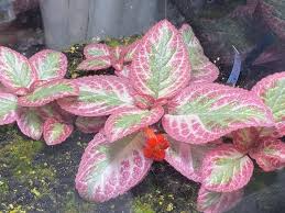 Pink Brocade Episcia Starter Plant – Rare Variegated Flame Violet, Trailing Indoor Houseplant in 2" Pot