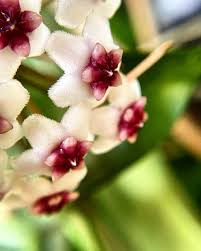 Hoya Golden Eye - Rare Vining Houseplant with Veined Leaves - 4" Pot - Mike Miyashiro Hybrid, Fast Growing Tropical Indoor Plant