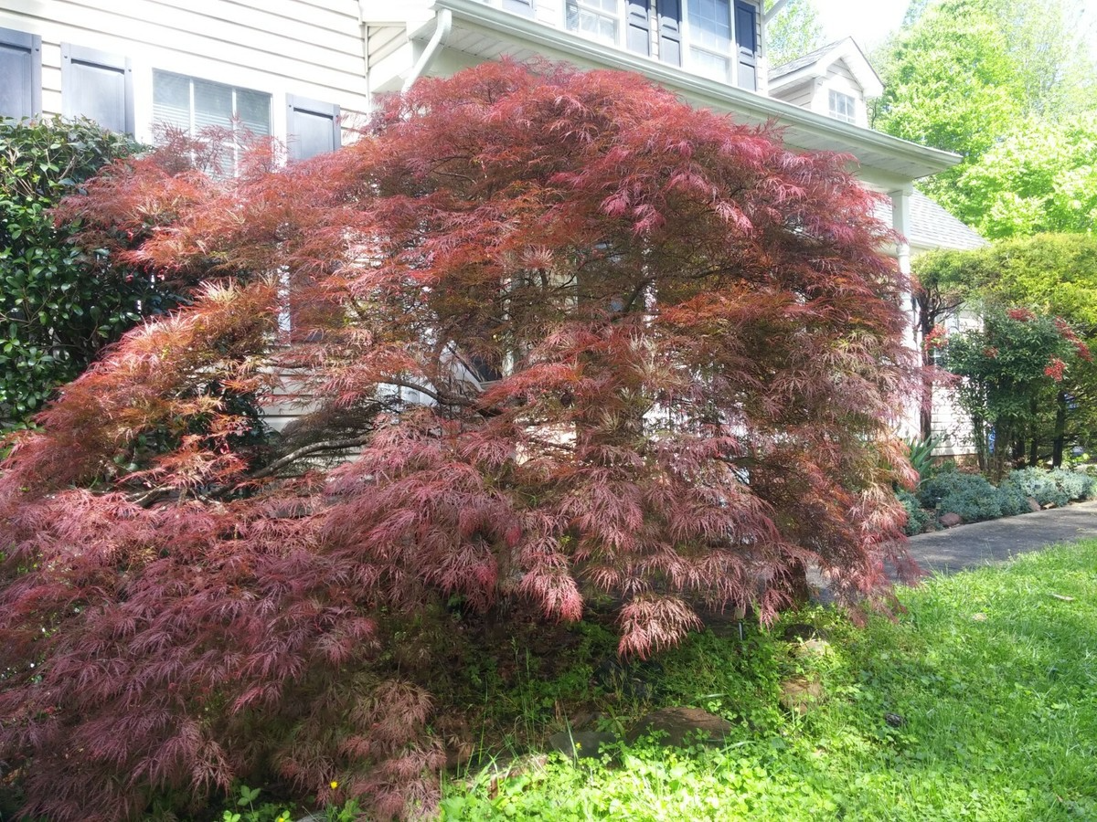Japanese Maple 'Garnet' Weeping Tree Cuttings – 10 Unrooted Acer palmatum Grafting & Propagation