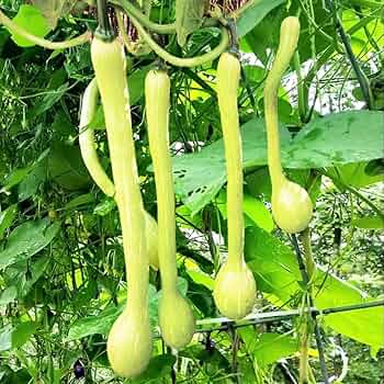 Tromboncino Squash Seeds - Heirloom Italian Variety for Container & Vertical Gardening - Prolific Summer & Winter Crop - USA Grown