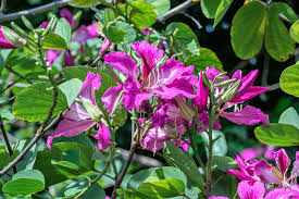 10 Seeds Bauhinia Purpurea Orchid Tree Seeds Purple Camel's Foot Flowering Tree Fast Growing Ornamental Plant