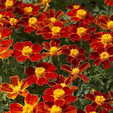 French Marigold Seeds, Disco Red, Non-GMO, Bright Red Blooms, Easy to Grow, Garden Flowers, Tagetes patula