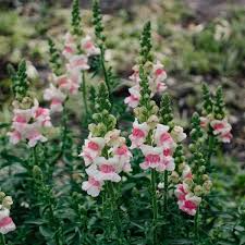 Antirrhinum majus Opus Appleblossom Snapdragon Seeds – 1000+ Soft Pink & White Blooms for Garden & Cut Flowers