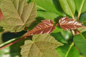 10 Seeds Acer grosseri Snakebark Maple Tree - Rare Ornamental Shade Tree with Striking Bark, Deciduous, USDA Zones 5-7
