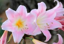 Amaryllis Belladonna Pink Naked Lady Bulb – Fragrant Pink Blooms, Rock Garden Plant, USDA Zones 8-11, Summer Flowering, Low Maintenance