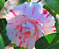 LA Peppermint Camellia Japonica Starter Plant 4L | Fragrant Double Blooms | Evergreen Shade Shrub for Zones 7a-9b