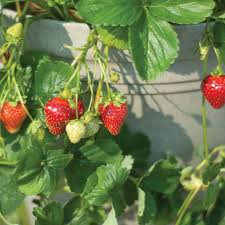 Seascape Strawberry Everbearing Bare Root Plants – 10 Live Fruit Plants, Sweet & Juicy, USDA Zones 4-9, High Yield, Disease Resistant