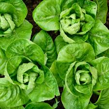 Little Gem Lettuce Seeds – Mini Romaine, Sweet & Crisp, Heirloom, Non-GMO, Compact Growth, Easy to Grow, Lactuca sativa