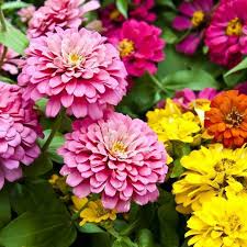 Zinnia elegans Dahlia Flowered Mix Seeds – Vibrant, Pollinator & Hummingbird Attracting, Non-GMO, Garden Blooms